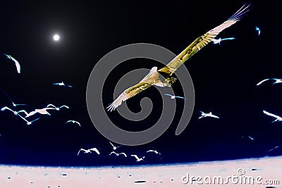 Moon Glow Pelicans Soaring Above A White Sea Stock Photo