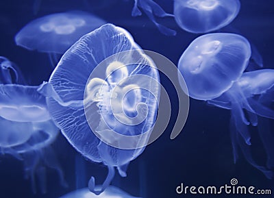 Moon Jellyfish Stock Photo