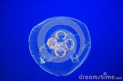 Moon jellyfish Stock Photo