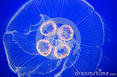 Moon jellyfish Stock Photo