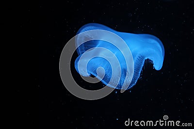 Moon jellyfish Stock Photo