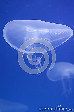 Moon Jellyfish Stock Photo