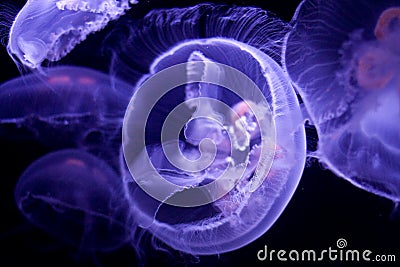 Moon jellyfish Stock Photo