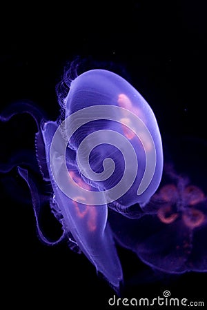 Moon jellyfish Stock Photo