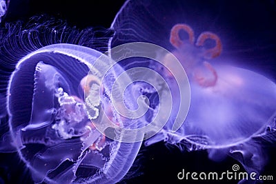 Moon Jellyfish Stock Photo