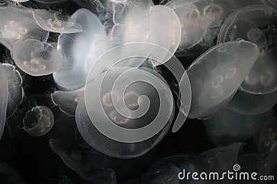 Moon Jellyfish Stock Photo