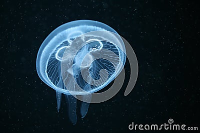 Moon jellyfish Stock Photo