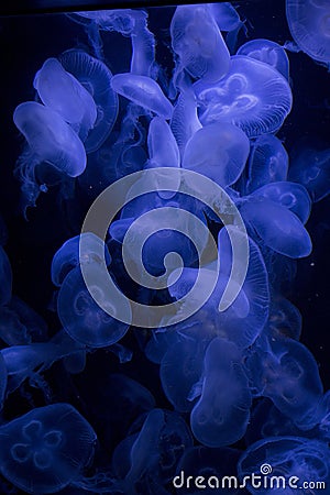 The Moon jellyfish Aurelia labiata. Stock Photo