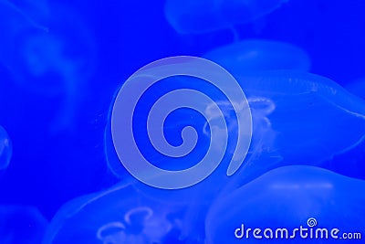 Moon jellyfish close up on blue background. Blue jelly copy space Stock Photo