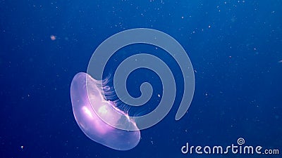 Moon Jellyfish glowing underwater Stock Photo