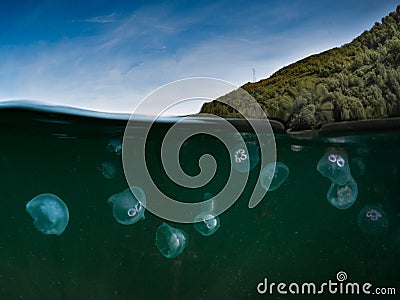 Split shot of Moon Jellyfish underwater in the cold water of Skye,Scotland. Stock Photo