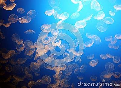 Moon jellyfish swarm Stock Photo