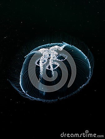 Moon Jellyfish underwater in the dark water of Loch Sween, SCotland Stock Photo