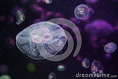 Moon jellyfish (Aurelia aurita). Stock Photo