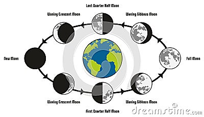 Moon Life Cycle Diagram Vector Illustration