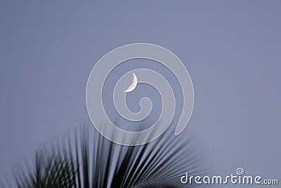 Moon and Palm Fronds Stock Photo