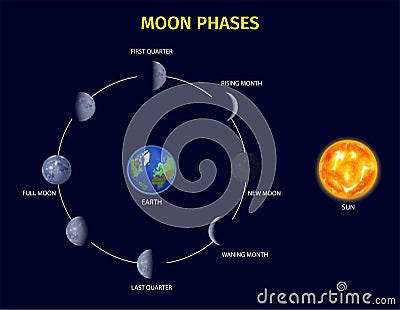 Moon Phases Infographic Set Vector Illustration