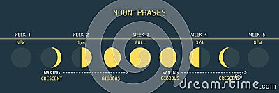 Moon Phases Vector Illustration