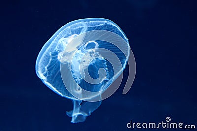 Moon sea jelly Stock Photo