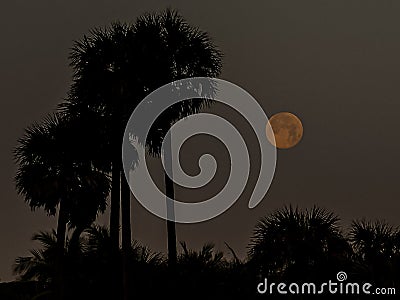 Moon Setting Behind the Palms Stock Photo