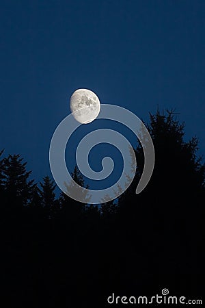 Moon setting over green spruces Stock Photo