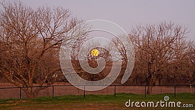 The moon shinning through the trees as it sets in the morning sky. Stock Photo