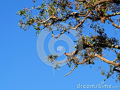 Moon with tree branches during daylight Stock Photo
