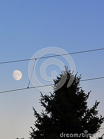 The moon between wires on the sky with pine tree silhouette. Minimal graphic photo Stock Photo