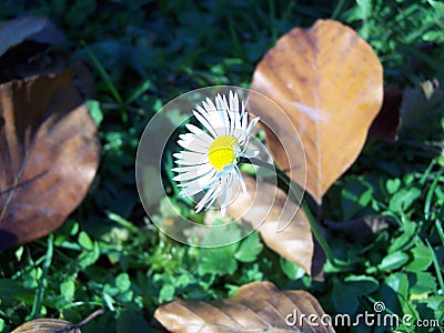 Lovely flower in autumn Stock Photo