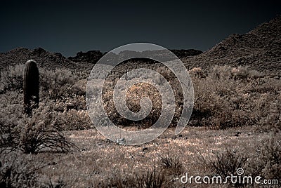 Moonlight Desert Saguaros Stock Photo