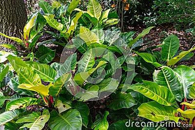 Moonlight or `Moon Glow` Philodendron plants - Fort Lauderdale, Florida, USA Stock Photo