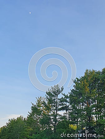 Moonlight over Trees Stock Photo