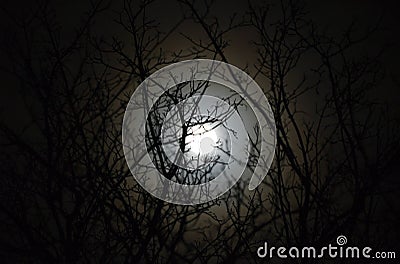 Moonlit tree Stock Photo