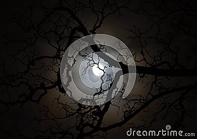 Moonlit tree branch silhouette at night Stock Photo