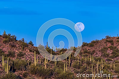 Moonrise over desert. Full moon, blue sky in background. Hill, Saguaro cactus in Foreground. Stock Photo
