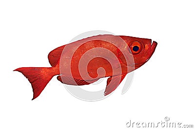 Moontail bullseye Stock Photo