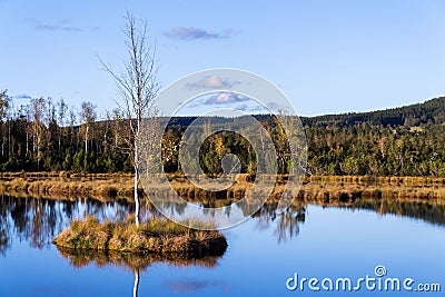 Moor Chalupska slat with birch and pine trees during sunset, Sumava National Park, Czech Republic Stock Photo