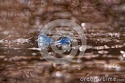 Moor Frog - Rana arvalis blue european frog in the small pond during spring Stock Photo