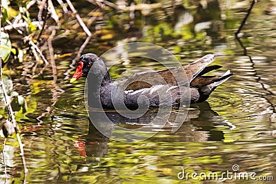 Moor Hen Stock Photo