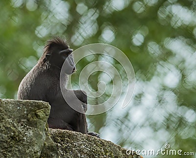 Moor macaque Macaca maura sitting on a rock Stock Photo