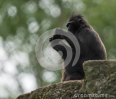 The moor macaque Macaca maura sitting on a rock Stock Photo