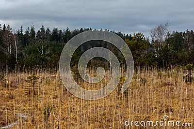 Moor in Upper Bavaria in winter with rest of snow Stock Photo