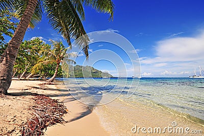 Moorea Beach and Palm, Tahiti, French Polynesia Stock Photo