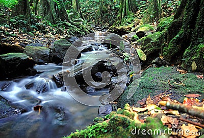 Moorea Rainforest Cascade Stock Photo