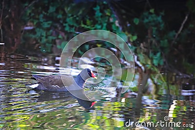 Moorhen also called Little hen. Stock Photo