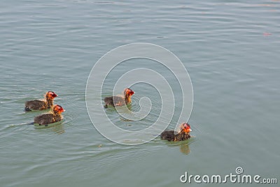 Moorhen Chicks Swimming Alone Stock Photo