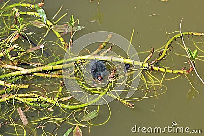 Moorhen chicks on the Tiverton Canal Stock Photo