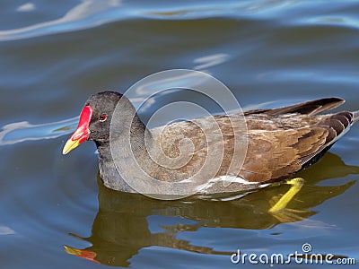 Moorhen - Gallinula chloropus Stock Photo