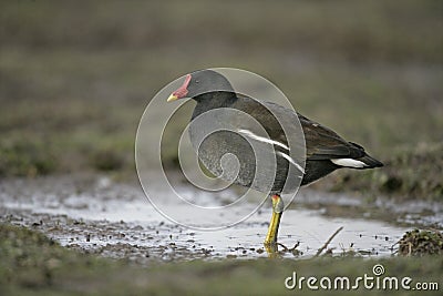 Moorhen, Gallinula chloropus, Stock Photo