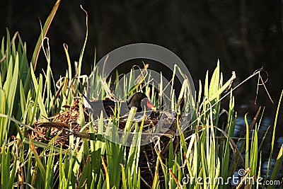 Moorhen on the nest Stock Photo